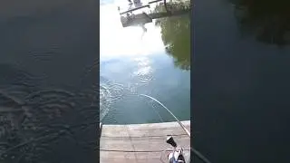 Бойкая щучка😏 