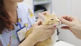 Как закапать глаза кошке
