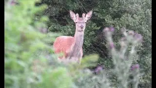 Double deer with Nick - 2nd Jan 2022