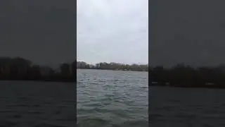 О судьбе одинокого лебедя беспокоются павлодарские спасатели