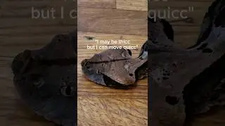 I bought a venomous snake collection... 
