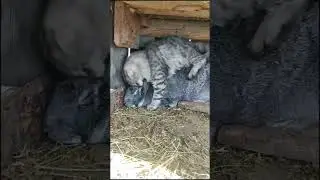 Мурзик и крольчиха.