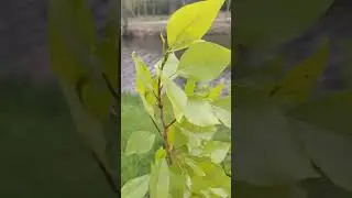 Весна и Света ,всегда топ ♥🔥