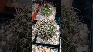 Кактусы.