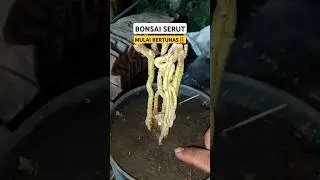Bonsai serut dongkelan, tumbuh tunas #shortsvideo #trendingshorts #fypシ゚viral