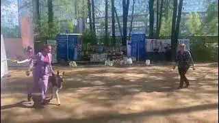 класс открытый кобели