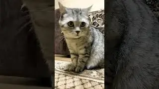 Любой каприз за ваши деньги 💸 #юмор #приколы #смешнойкот #cat #смешныекоты