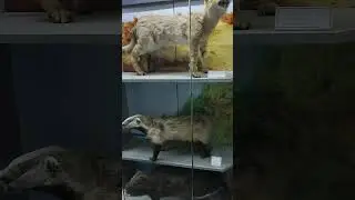 buxoro