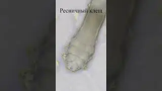Запах металла это не то чем кажется 