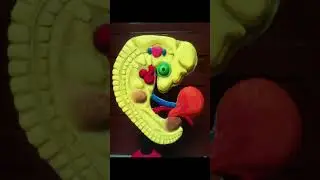 Chick Embryo foam Model | Short Video | Science Project