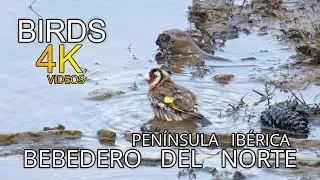 JILGUEROS BAÑANDOSE Y BEBIENDO 🐦💦 BEBEDERO NATURAL EN LA MONTAÑA.
