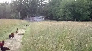 deer, cows, chickens, peacocks all in the pasture together