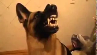 Отдай, идём гулять!