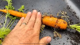 Growing beautiful early carrots in containers