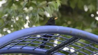 Chant du Merle noir . Atewtaw. blackbird