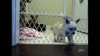 собака сбежала из клетки