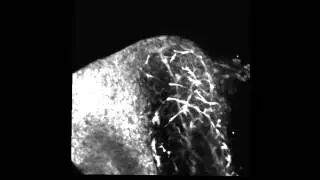PLoS Genetics : Male-Biased Aganglionic Megacolon in the TashT Mouse Line Due to Perturbation...