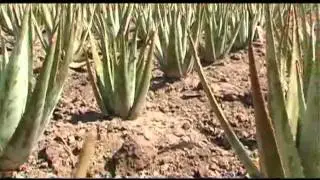 Kennismaking met Aloe Vera van Forever Living Products