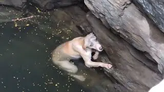 Derin Su Kuyusunda Boğulmaktan Kurtarılan Köpek