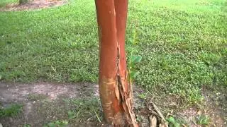 Natchez White Crepe Myrtle