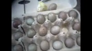 charlies eggs arrived!!