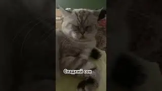 Сладкий сон. Аврора #кошкисмешные