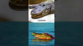 Crocodile Vs  Alligator #shorts
