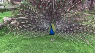 Павлин распускает хвост. Как говорит павлин? Peacock speaking.