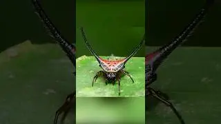Необычные пауки