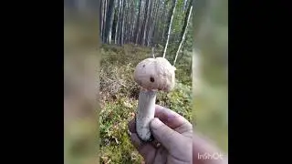 Грибы.Колпак обыкновенный.