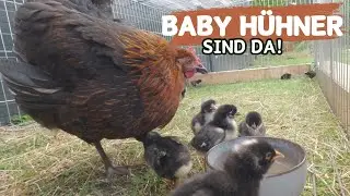 DIE BABY HÜHNER SIND DA!