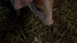 Animals Lament [Non-Graphic]