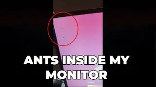 ANT INSIDE MY SCREEN!!!