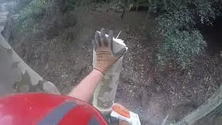 Two sycamore tree rigging with ms 160 T