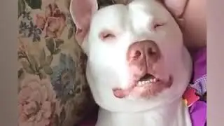 Snoring dog compilation :) / Horlayan köpekler karması :)