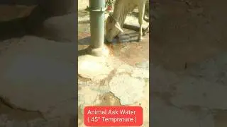 Help and love animal 🤗🤗