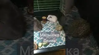 hi! we have new girl