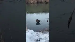 Имя УТКИ 🦆 🦆 ??