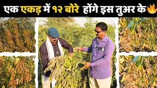 किसान कह रहे तुअर SAVI-111 की उपज इस साल १२ बोरी तक आसक्ति है!🔥