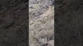 хирса ба бачаш бинед 🐻🐻💣💣!
