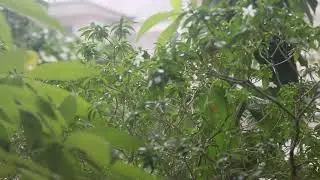 rain sounds -rain sounds for sleeping - rain sounds for studying- rain sounds for deep sleep