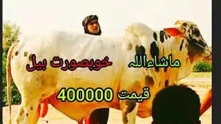 qurbani ka janwer cattle Mandi ring road Peshawar Bakra Eid 2022 🐂🐂🐂🐂🐂🐂 #bakraeid2022