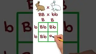 Simple Genetic Cross Example Using Punnett Squares #punnettsquare #genetics