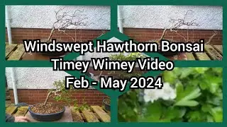 Windswept Hawthorn Timey Wimey Video Feb   May 2024