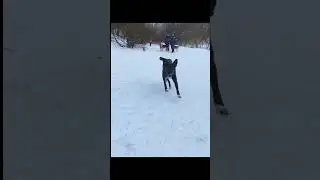 Чижик с удивительной историей спасения. В добрые руки. Москва Чертаново 