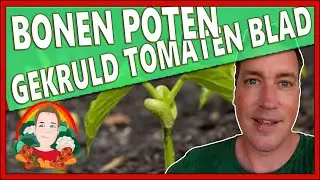 BONEN POTEN EN GEKRULD TOMATENBLAD | Moestuin vlog 160 | luis in tuinbonen, spinselmot voorkomen