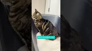 Try this cat litter now!