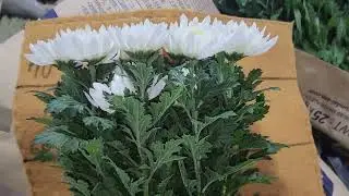 1.7035