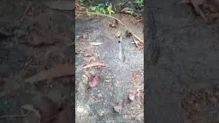 ලංකාවේ නිදන් සලකුණු/බහිරව බලපැම්
