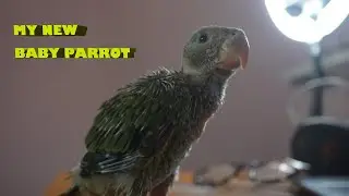 MY NEW BABY PARROT l MALAYALAM l SHANID FREAKS